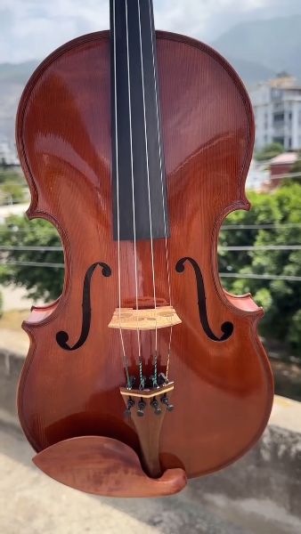 Viola
